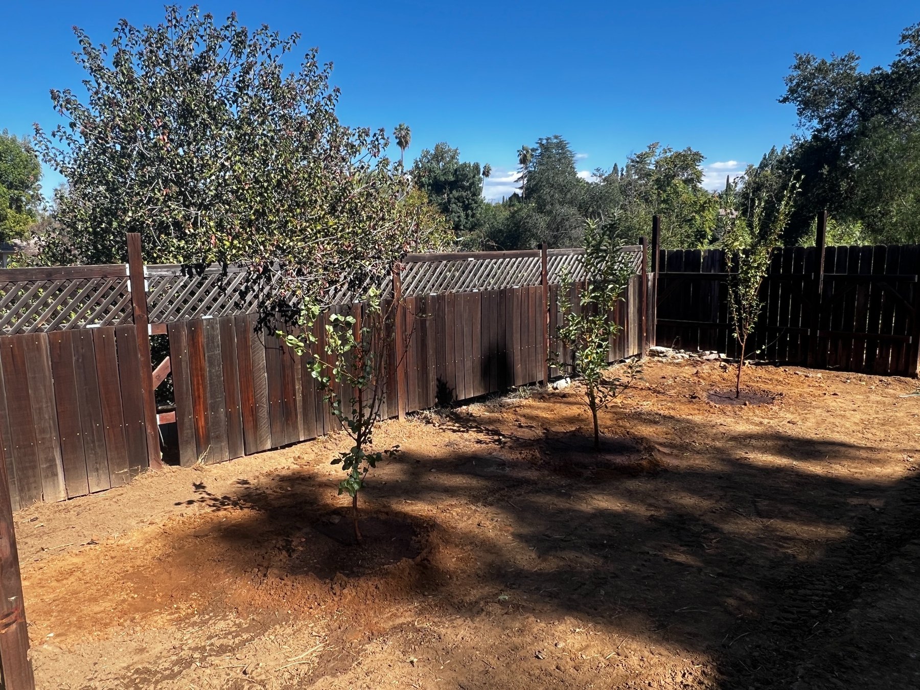 Yard after landscape work with cleared ground and new plantings, view one