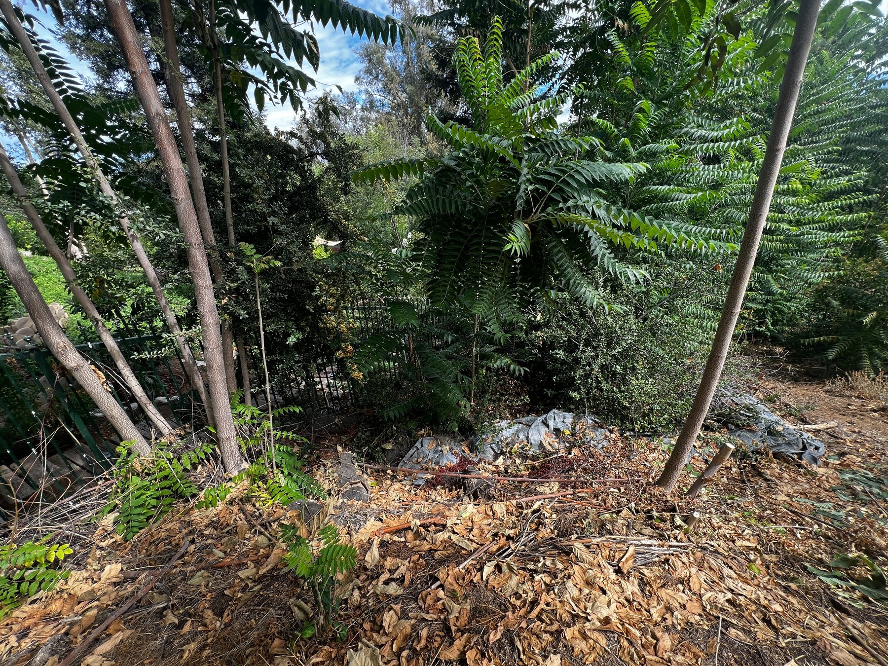 Overgrown yard before landscape work, view two
